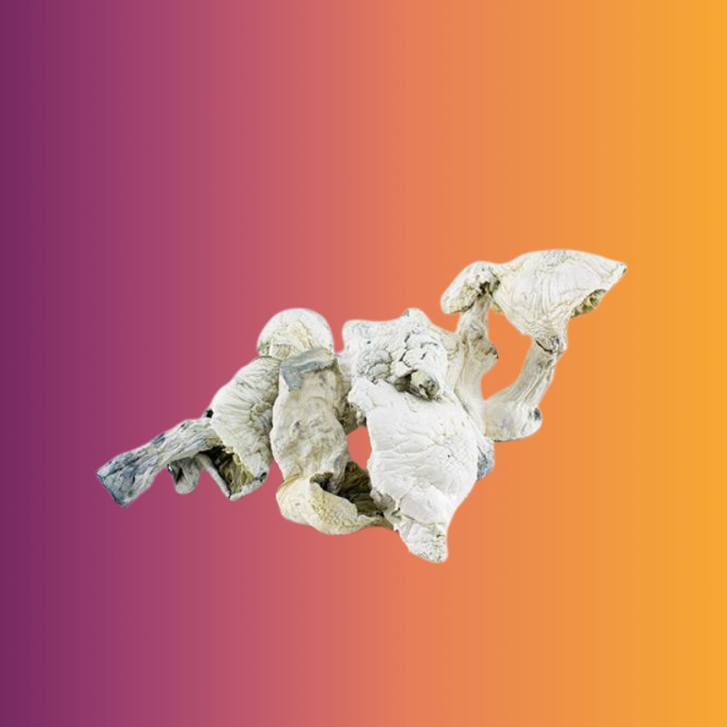 Albino Avery Magic Mushrooms