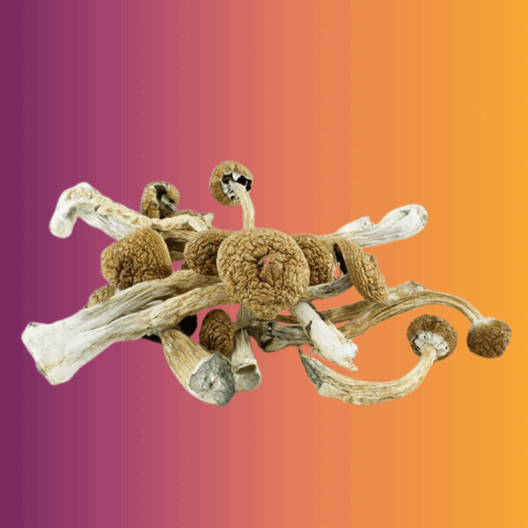 Golden Teacher Magic Mushrooms