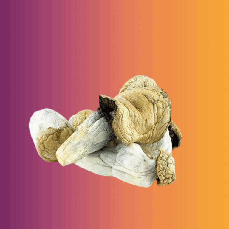 Penis Envy Magic Mushrooms
